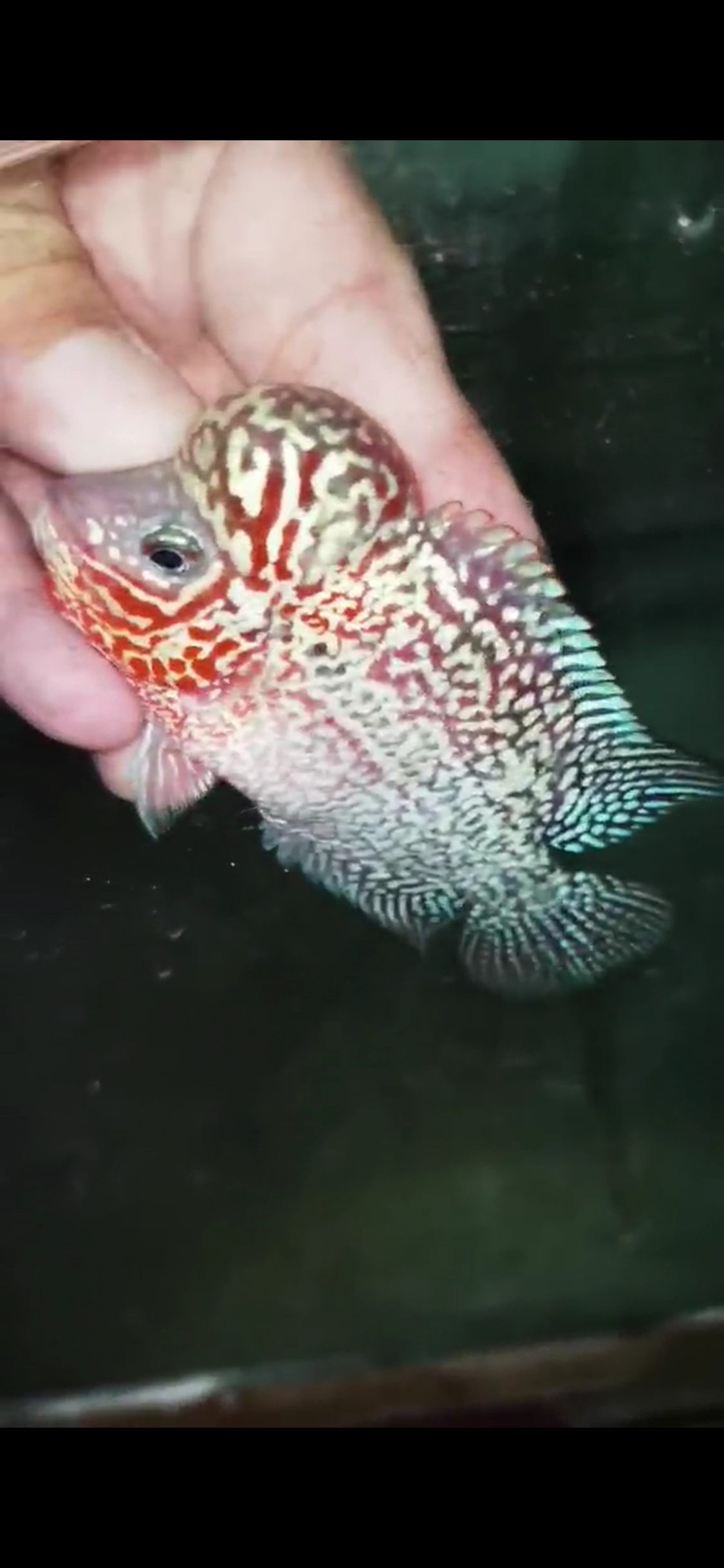 Super Red Dragon Flowerhorn ( Male ) - #08