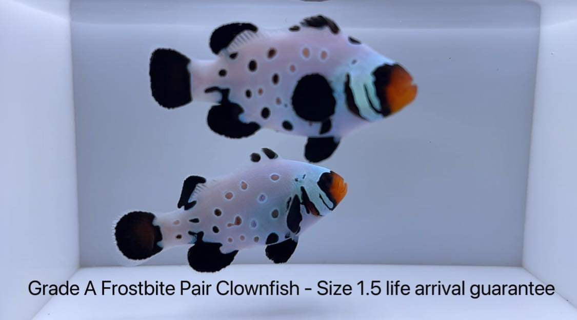 Grade A Frostbite Pair 1.5"