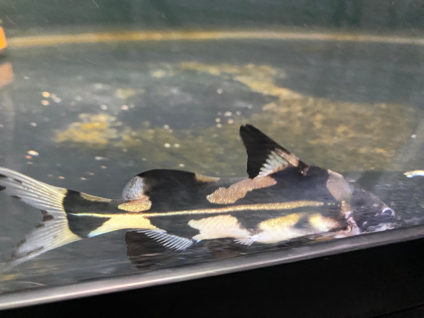 Marbled Lancer Catfish 5"
