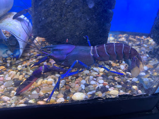 Papua Crayfish 4-5"