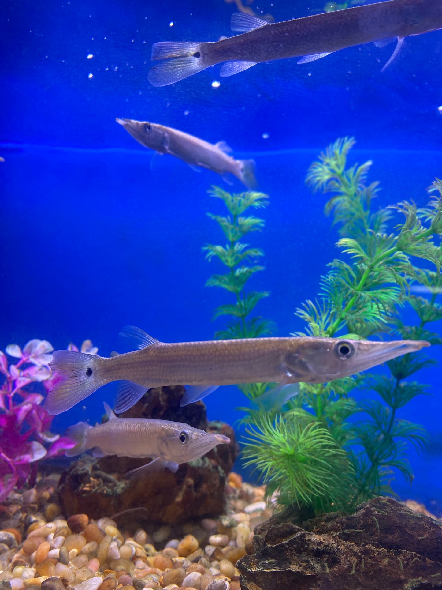 Rocket Gar 5"