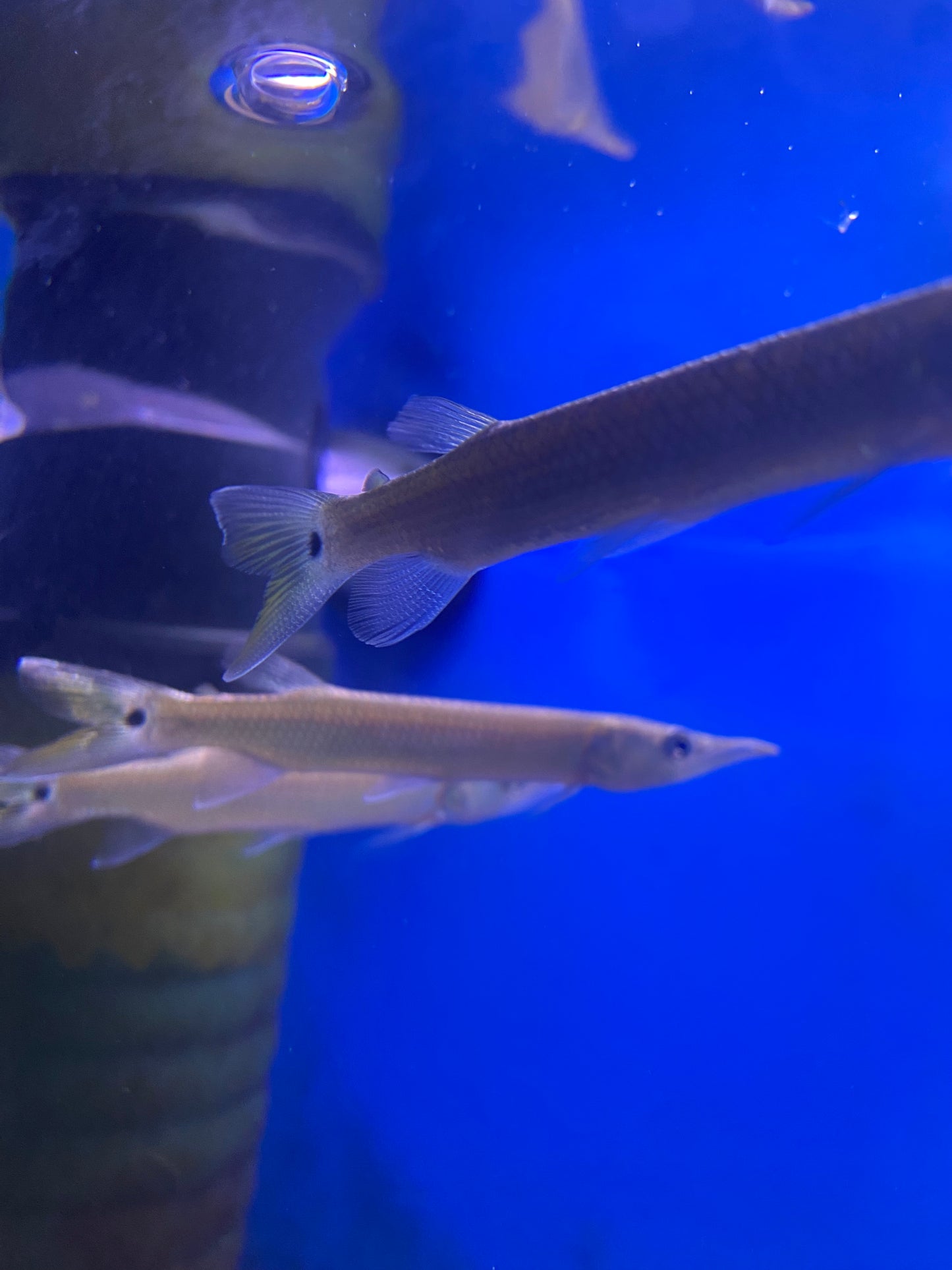 Rocket Gar 5"