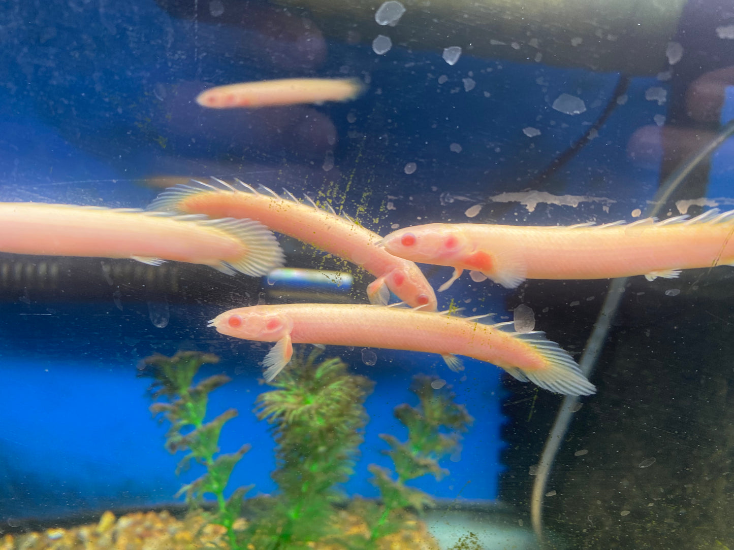 Albino Senegalus 3"