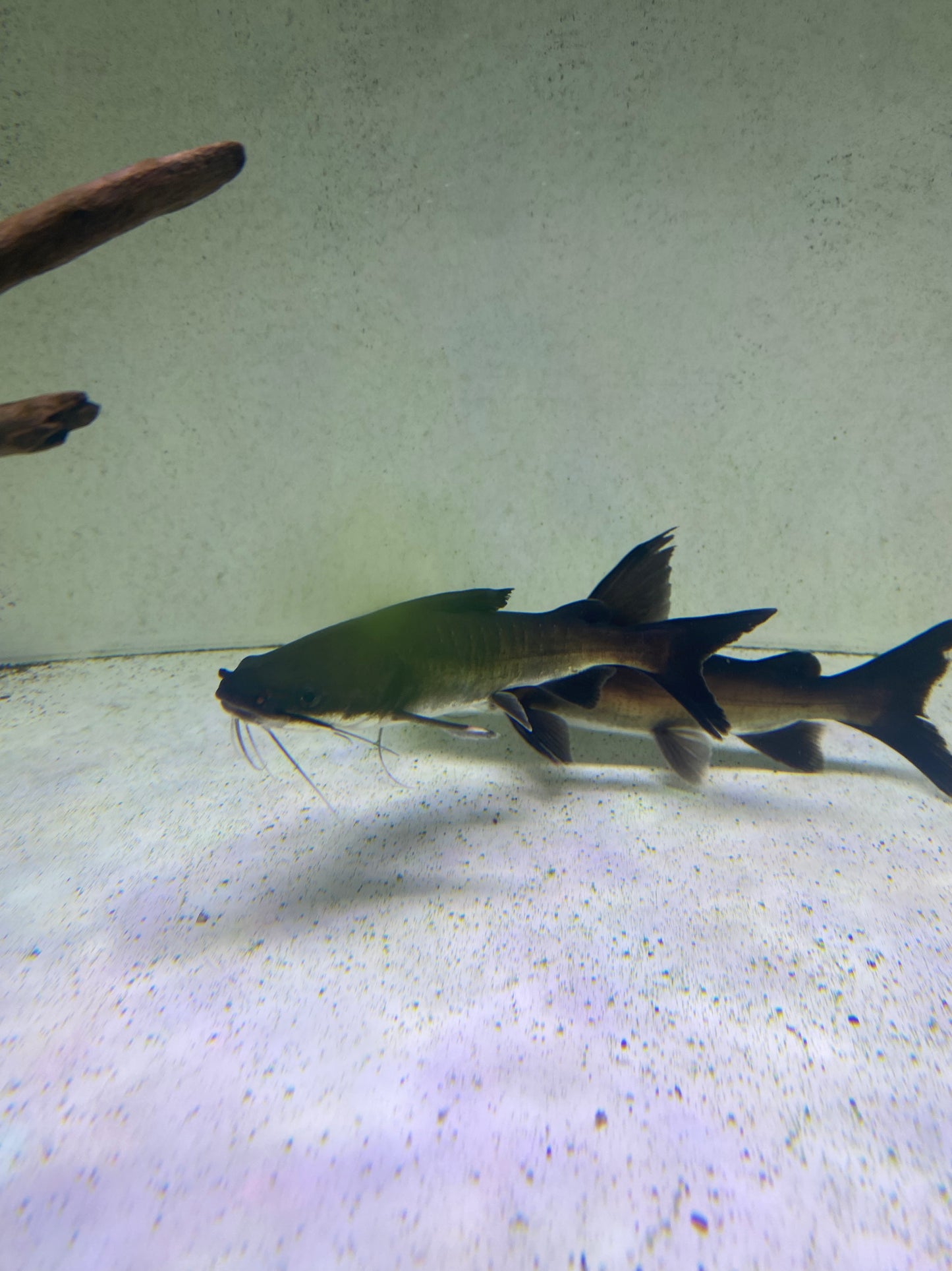 Papua ( Shark ) Catfish 5-6"