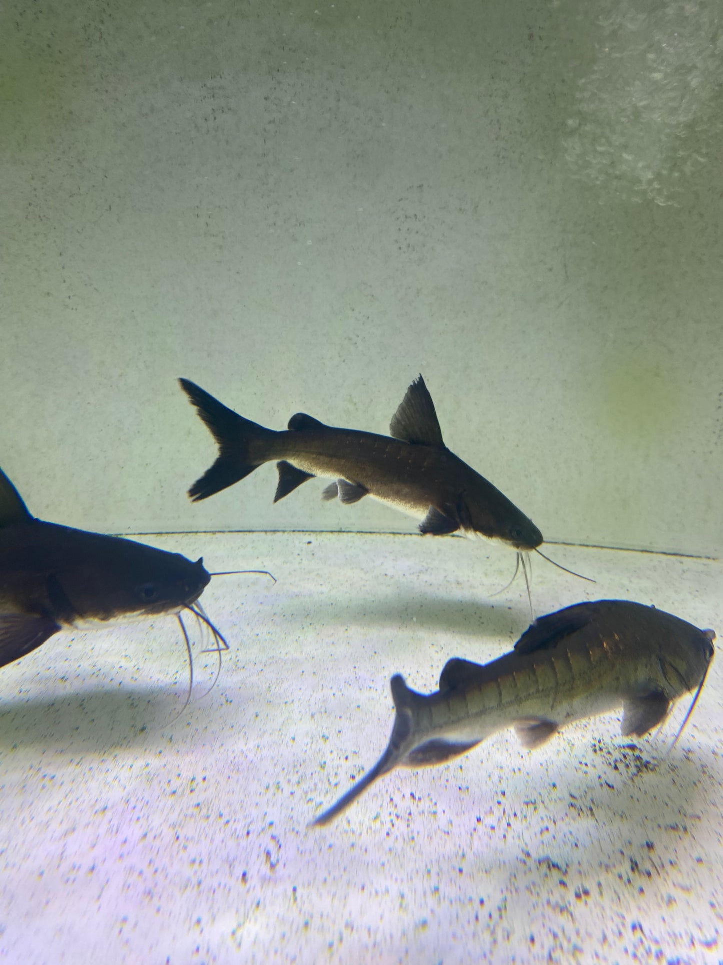Papua ( Shark ) Catfish 5-6"