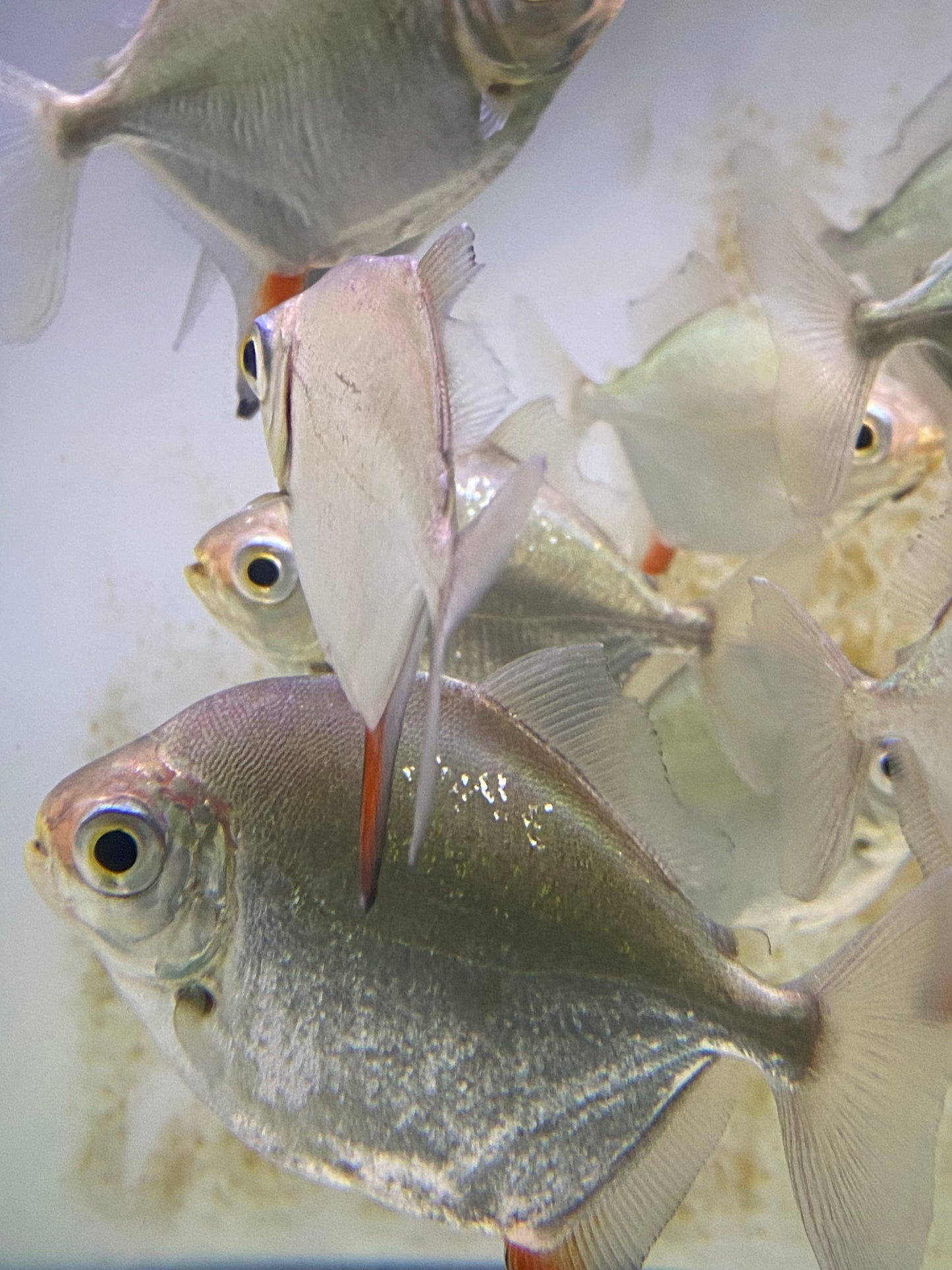 Red Hook Silver Dollars 2.5"