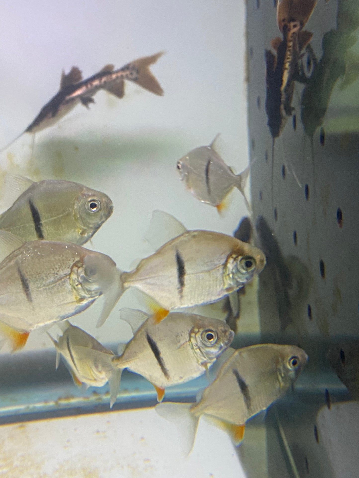 Striped Silver Dollars 1.5"