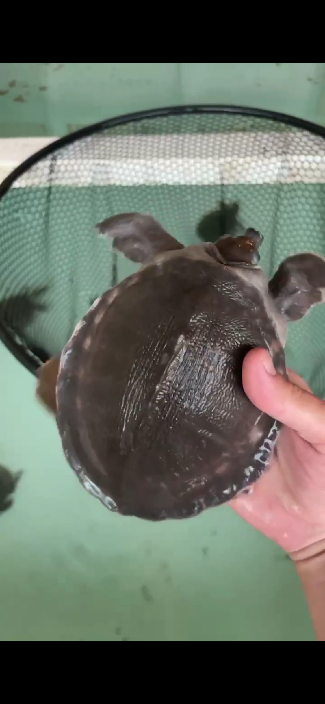 Fly River Turtle 7-8"