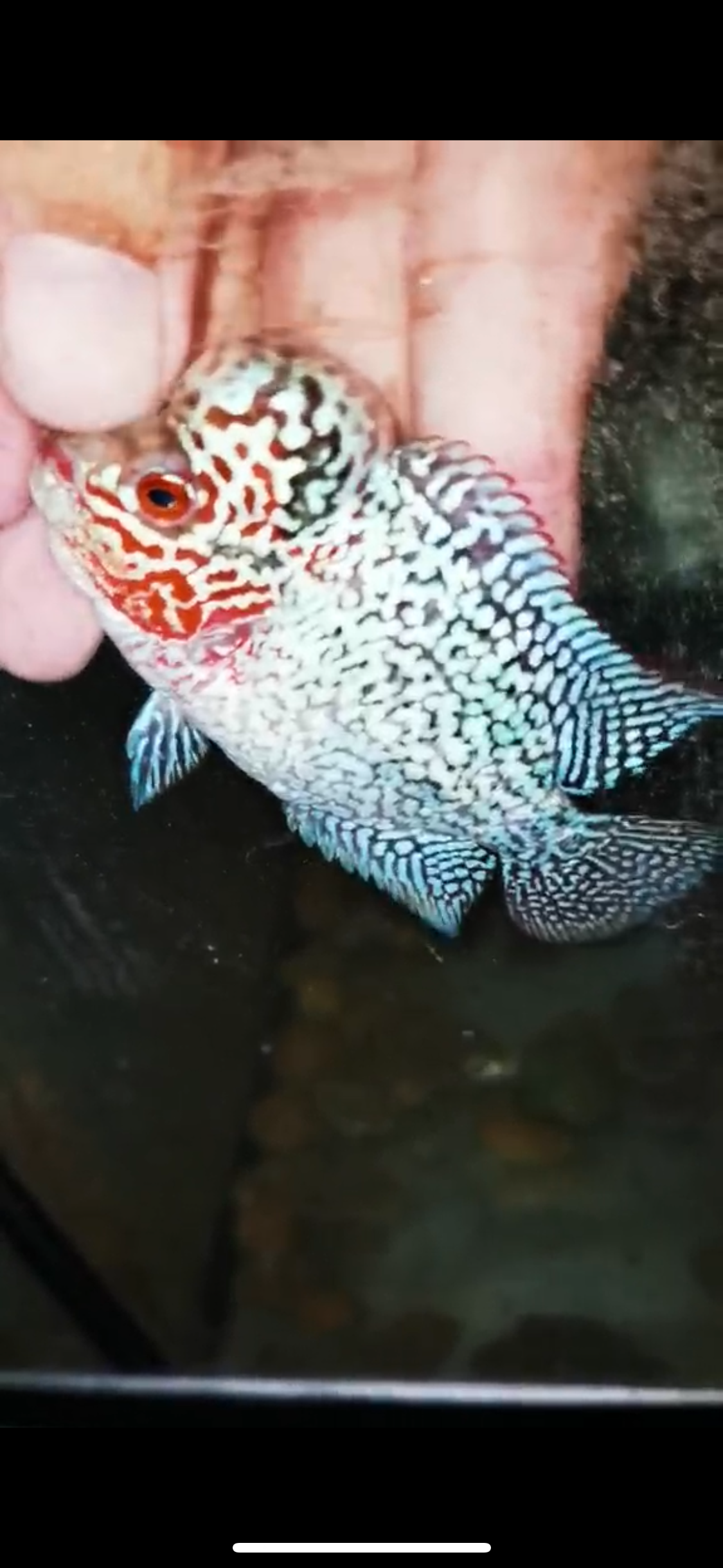 HQ Super Red Dragon Flowerhorn ( Male ) -015