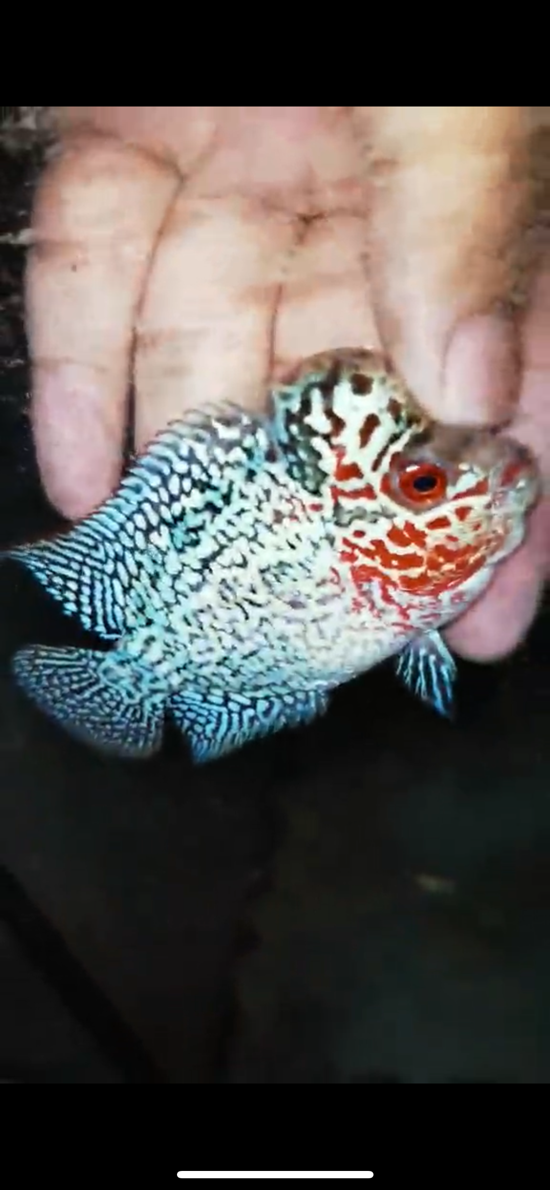 HQ Super Red Dragon Flowerhorn ( Male ) -015