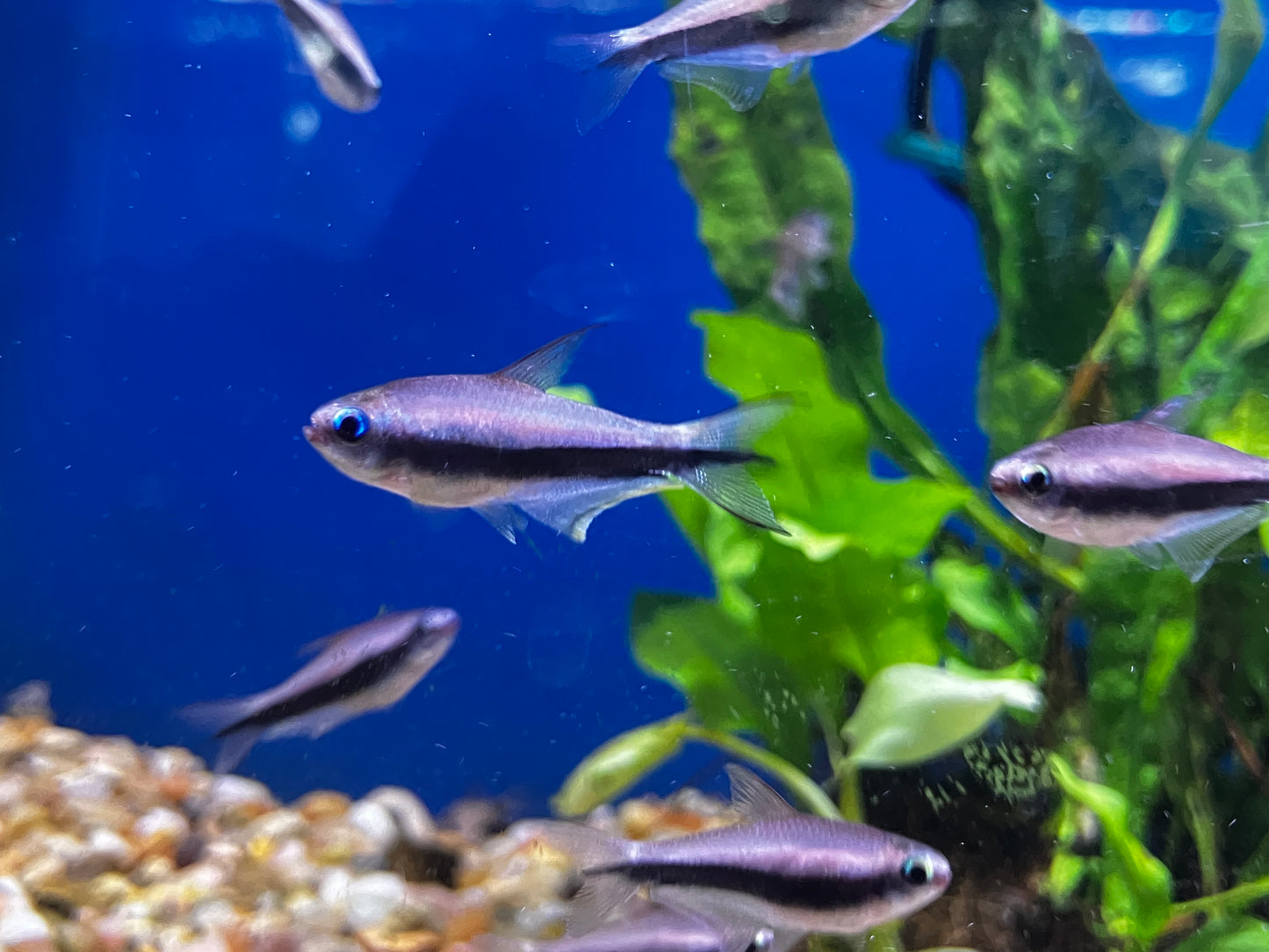 Emperor Tetra (Nematobrycon palmeri) - 10 Pack