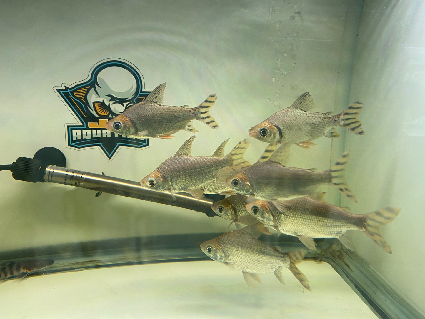 Flagtails 4-5" ( yellow )