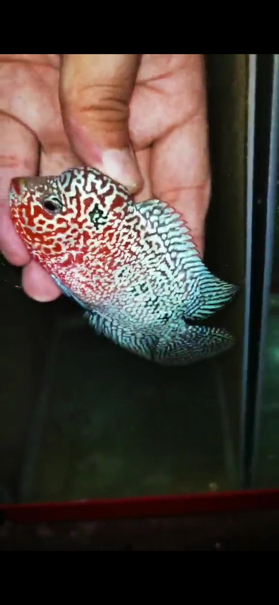 Super Red Dragon Flowerhorn ( Male ) - #45