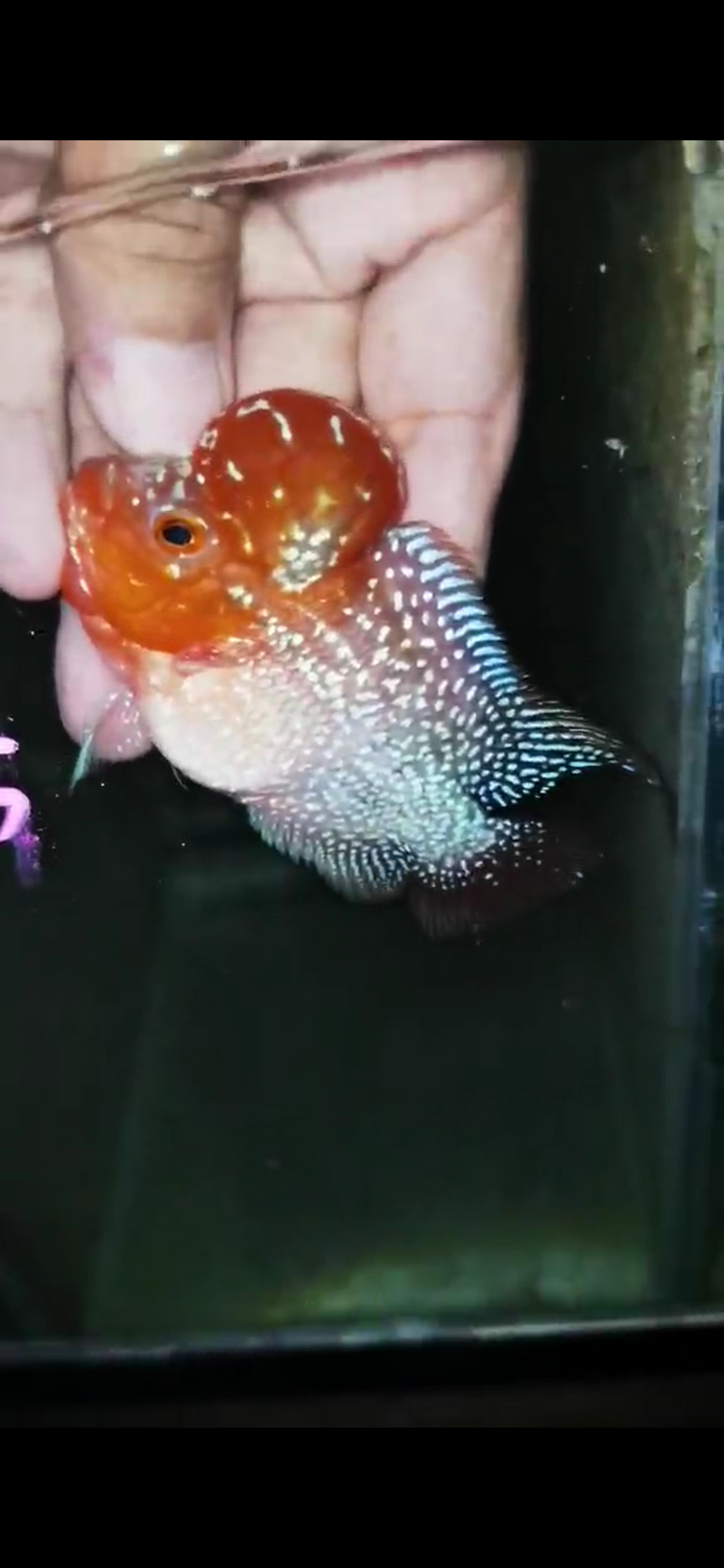 Super Red Dragon Flowerhorn ( Male ) - #35