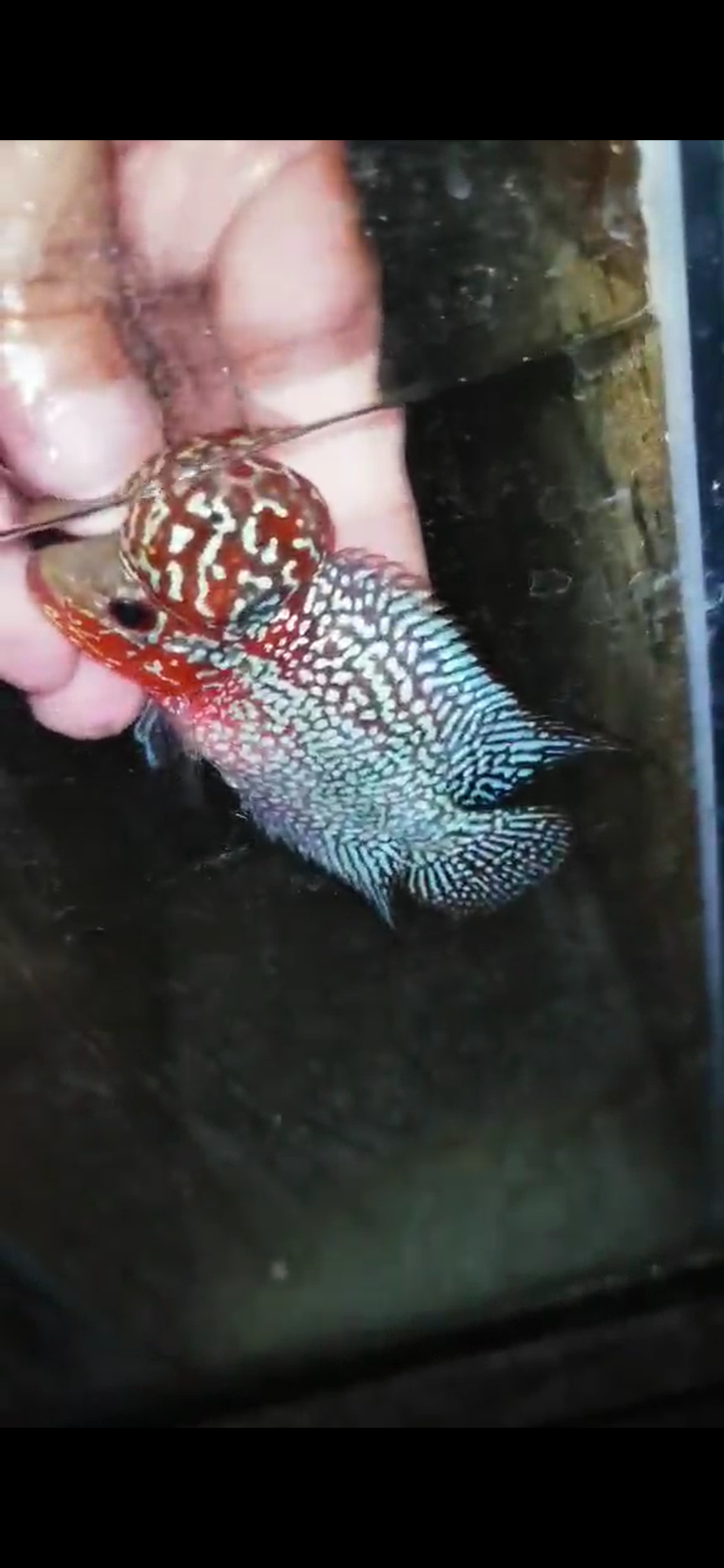 Super Red Dragon Flowerhorn ( Male ) - #08