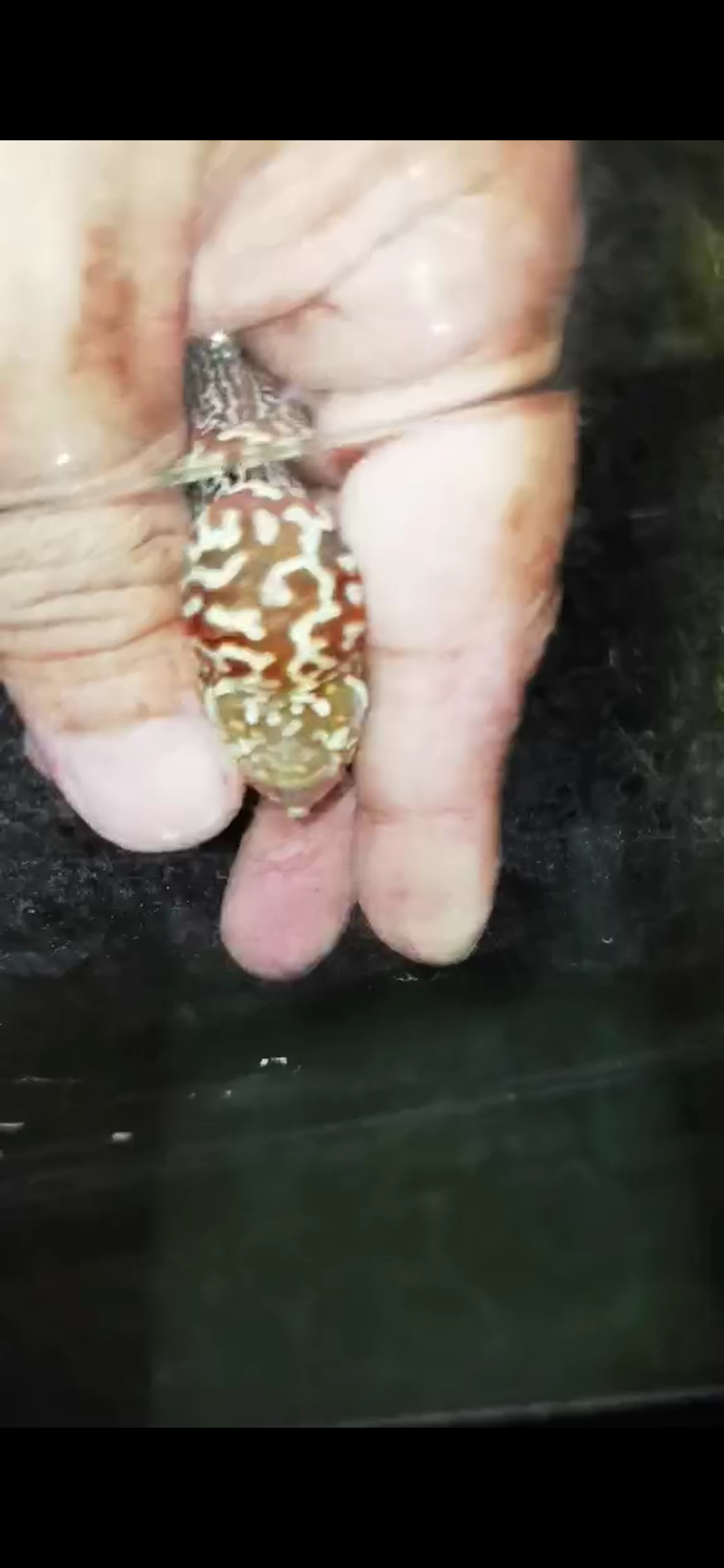 Super Red Dragon Flowerhorn ( Male ) - #02