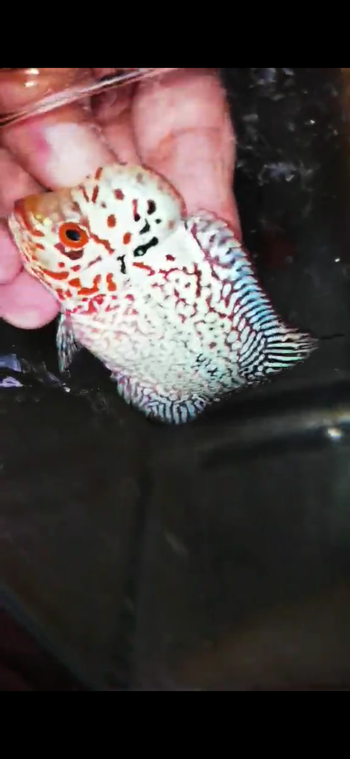 Super Red Dragon Flowerhorn ( Male ) - #25