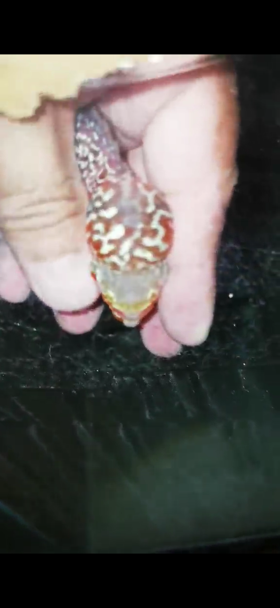 Super Red Dragon Flowerhorn ( Male ) - #22