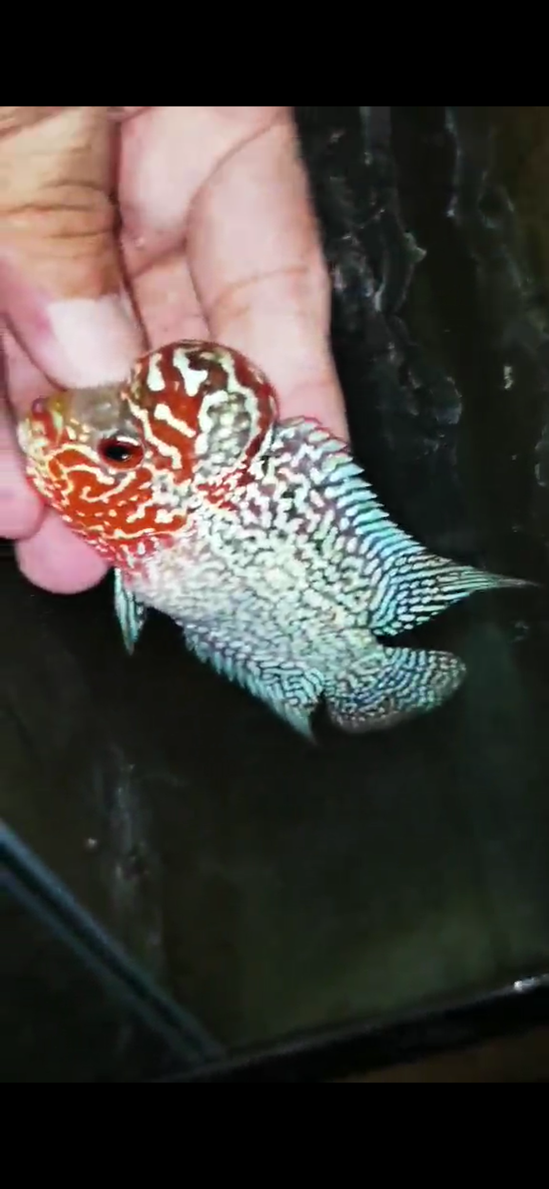 Super Red Dragon Flowerhorn ( Male ) - #20