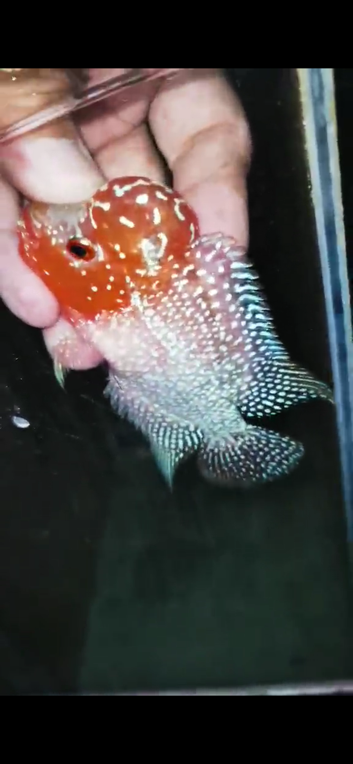 Super Red Dragon Flowerhorn ( Male ) - #39