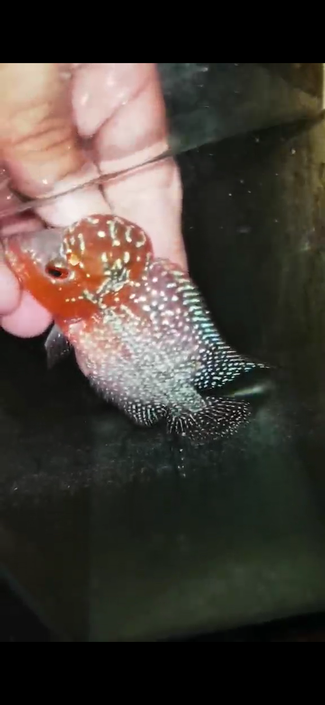 Super Red Dragon Flowerhorn ( Male ) - #15