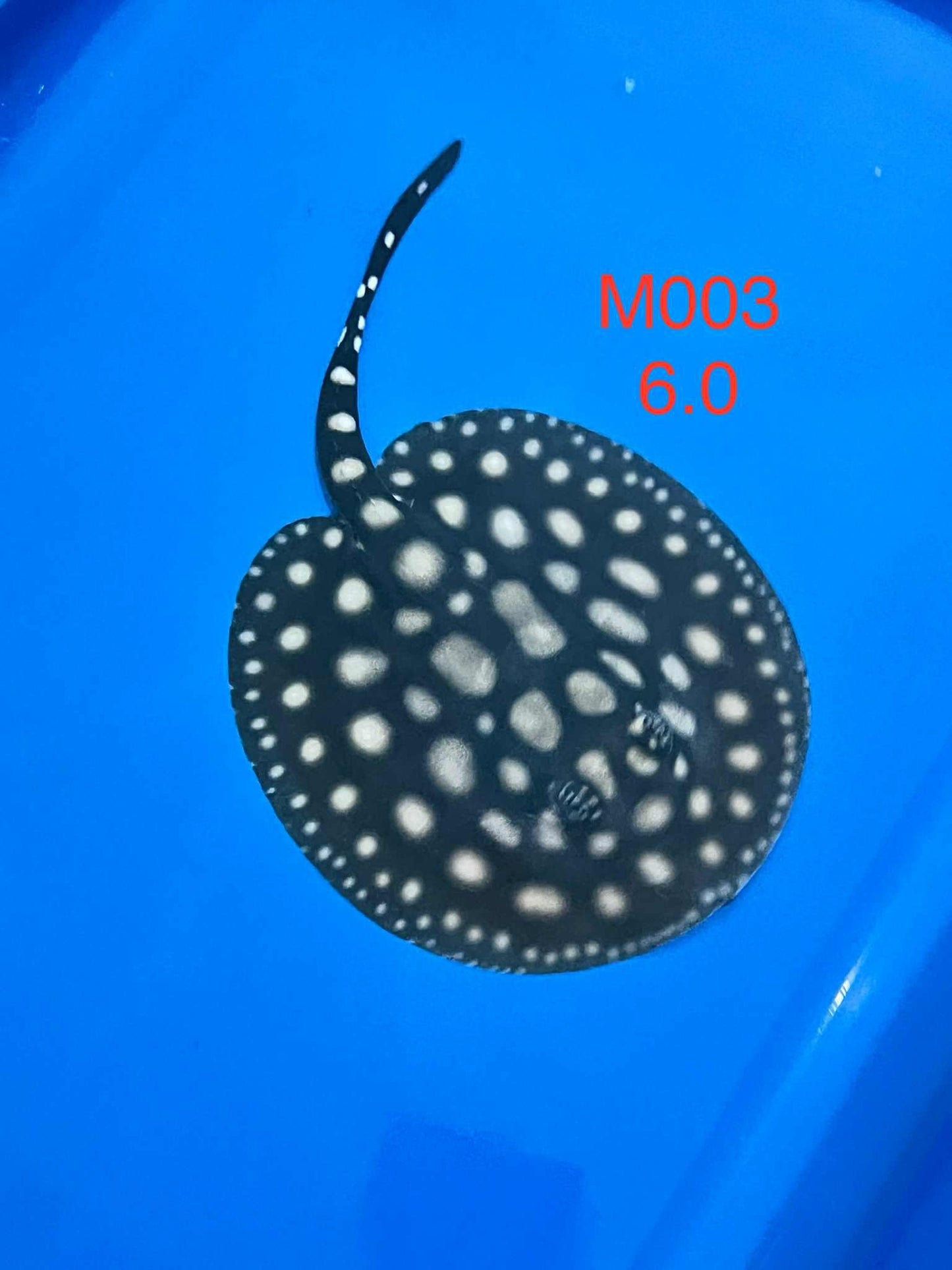 Black Diamond Hybrid Stingray (male)#3