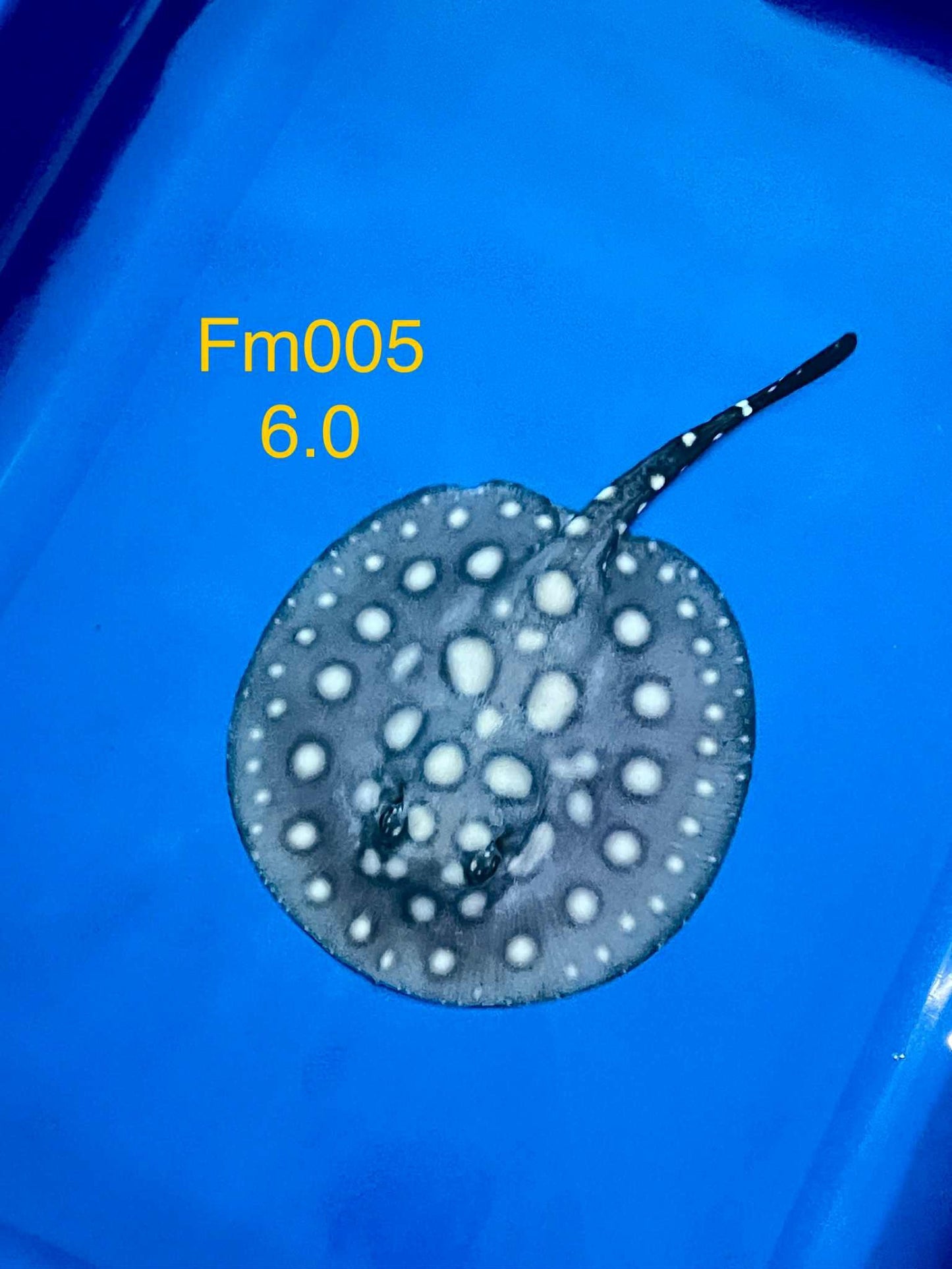 Black Diamond Hybrid Stingray (female)#5