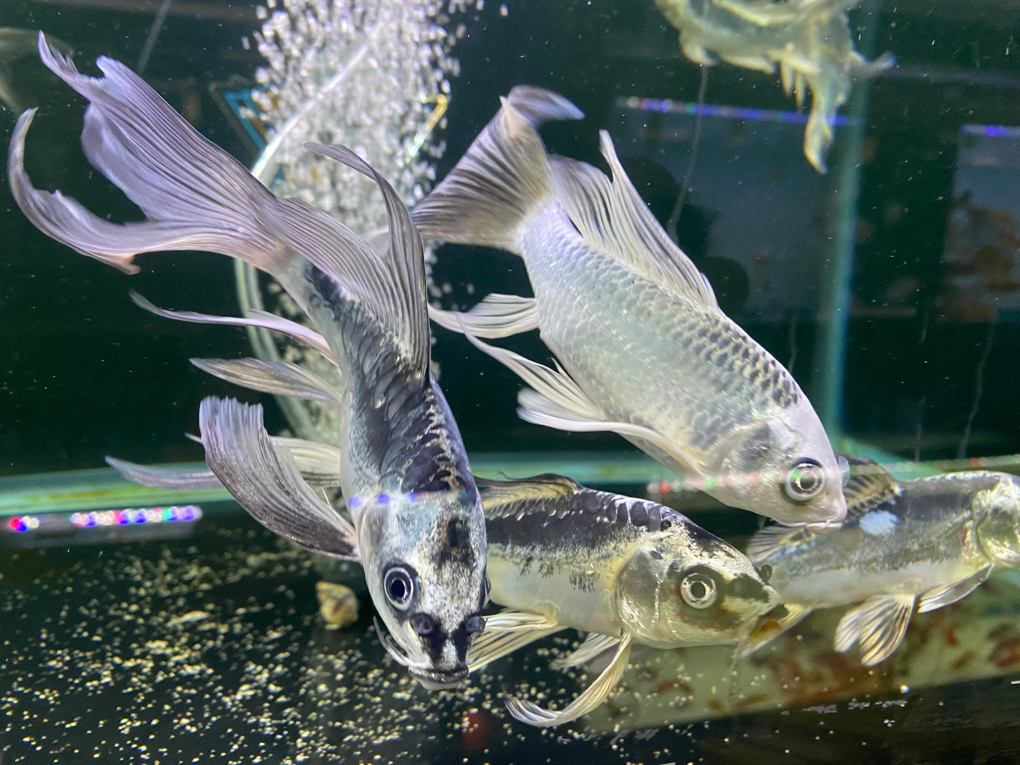 Panda/skeleton Butterfly Kois 5-6"