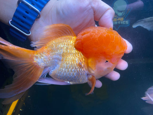 Oranda Goldfish ( XL )