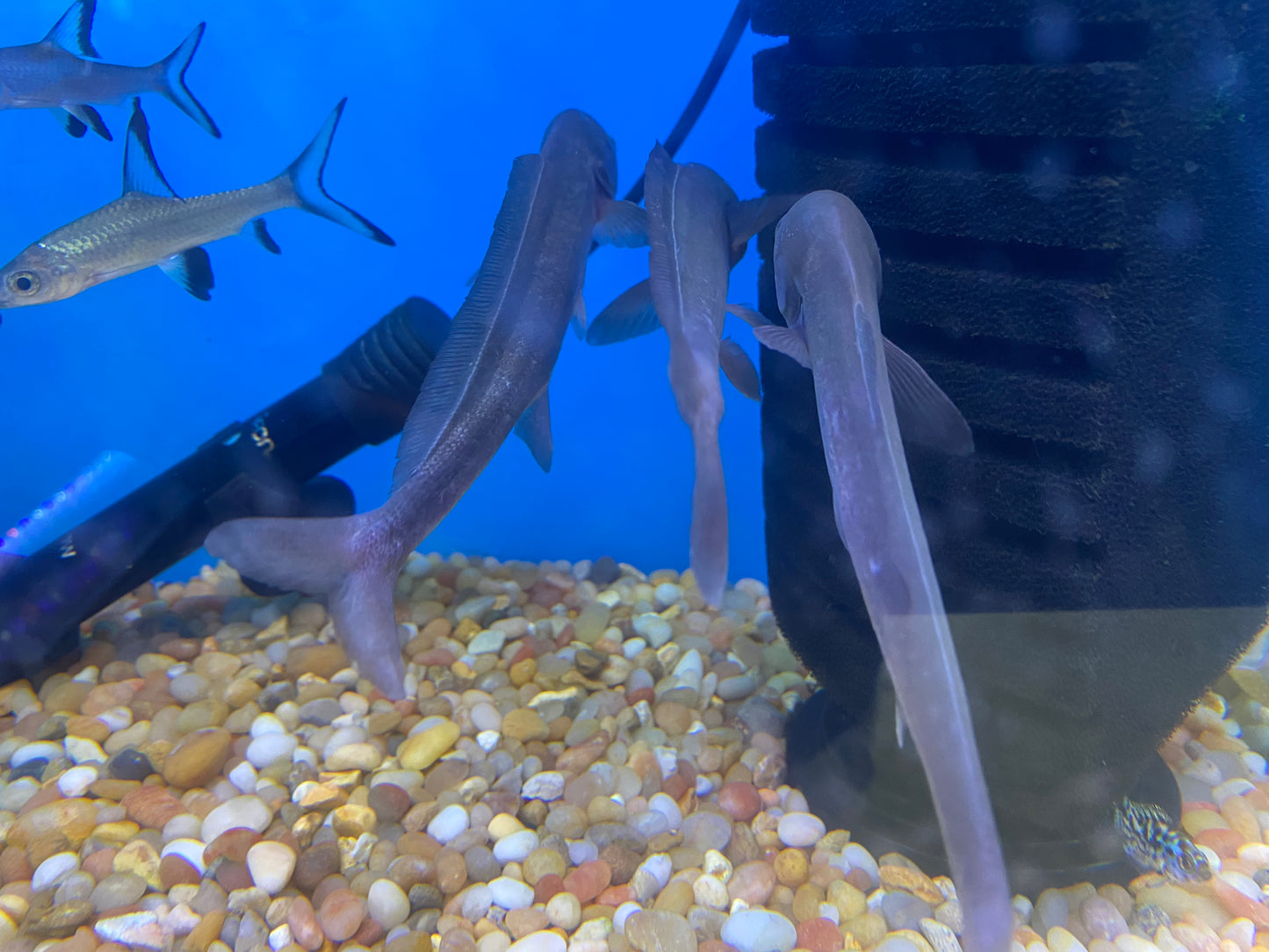 Freshwater Dolphin Fish ( Mormyrus cf Longirostris ) 2-3" ( 3 Pack )