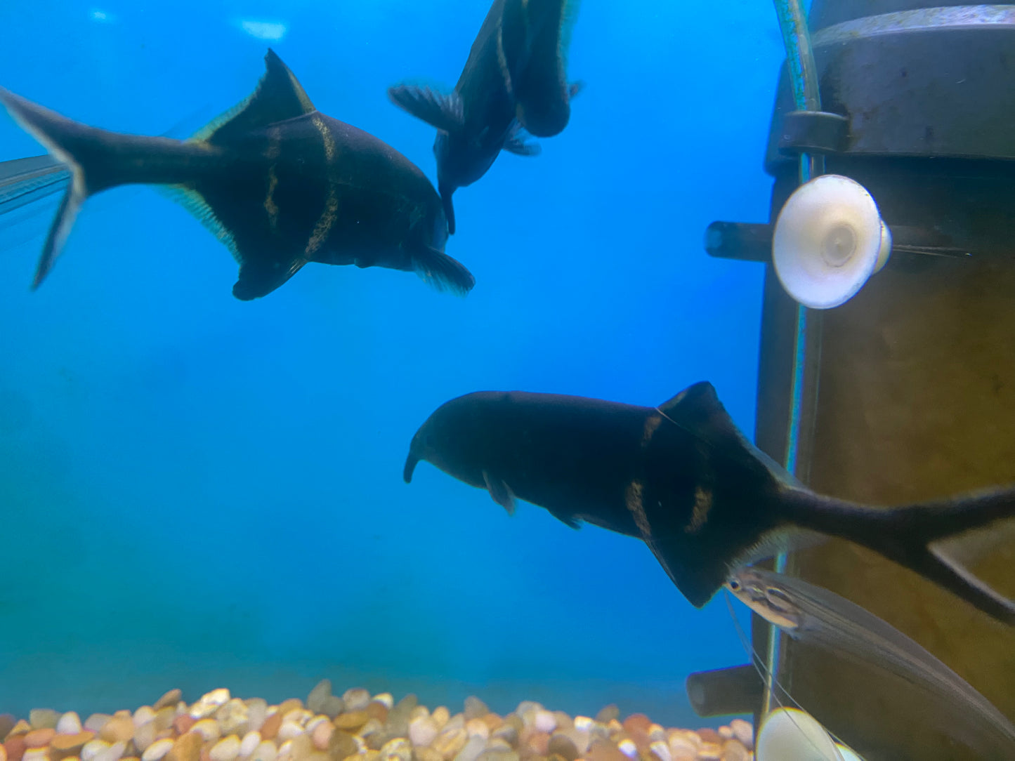 Elephant Nose ( Gnathomus Petersii ) 4-5"