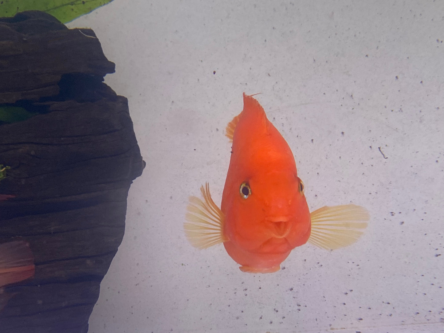 KingKong Parrot 5-6"