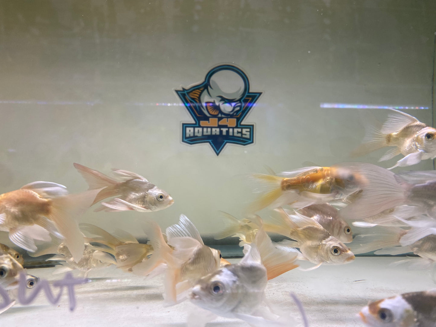 Gold/Platinum SB Butterfly Kois 4"