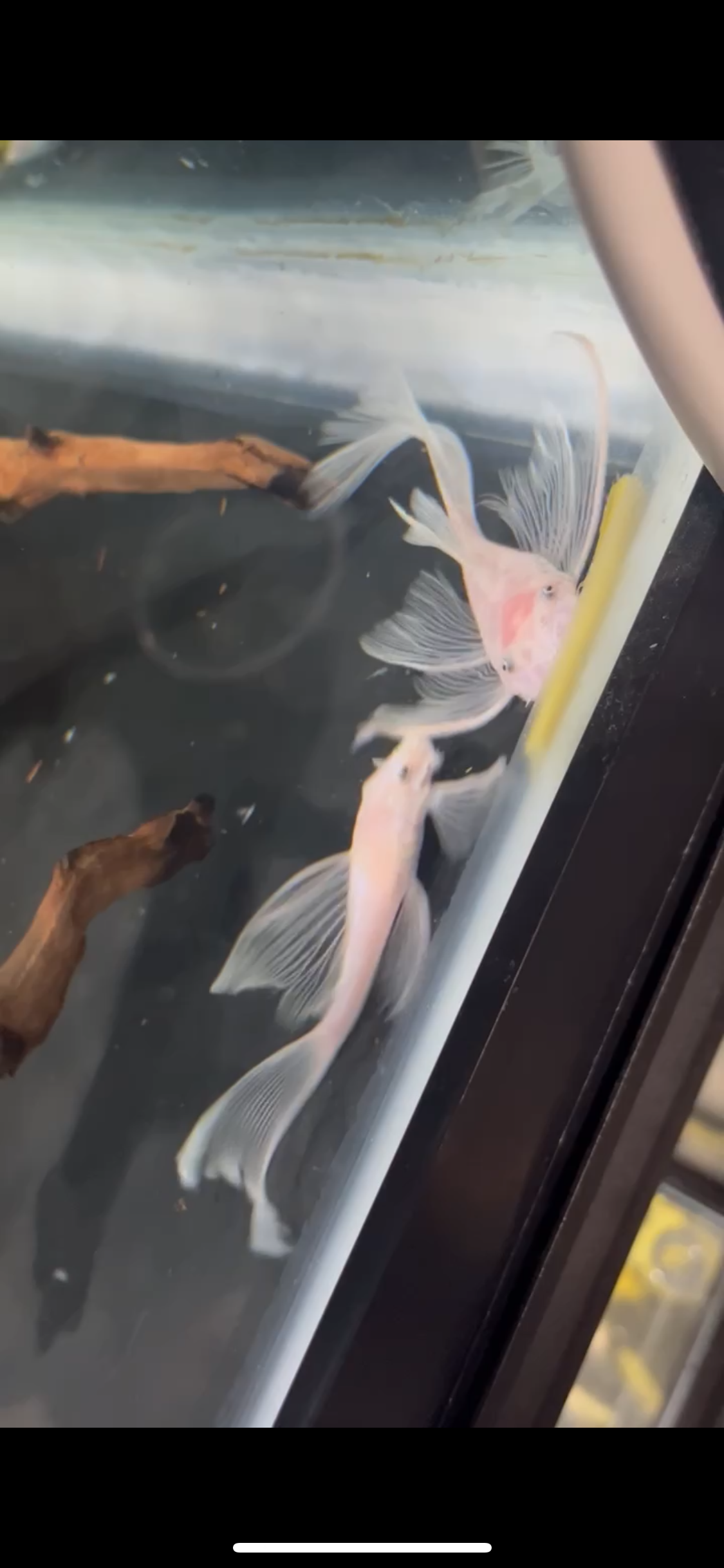 Longfin Snow White Bristlenose Pleco 1-2"