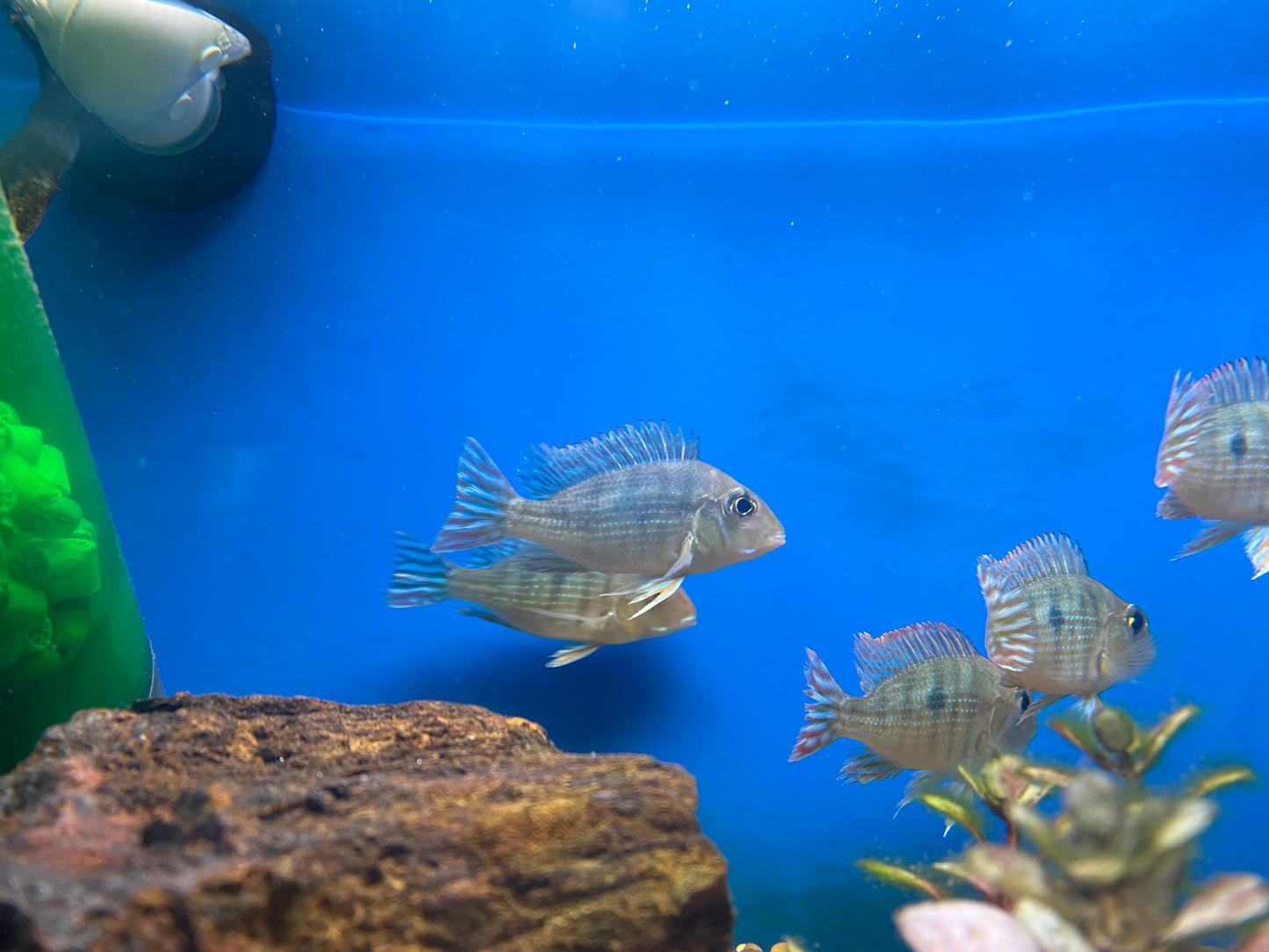 Red Head Tapajos 2.5-3"