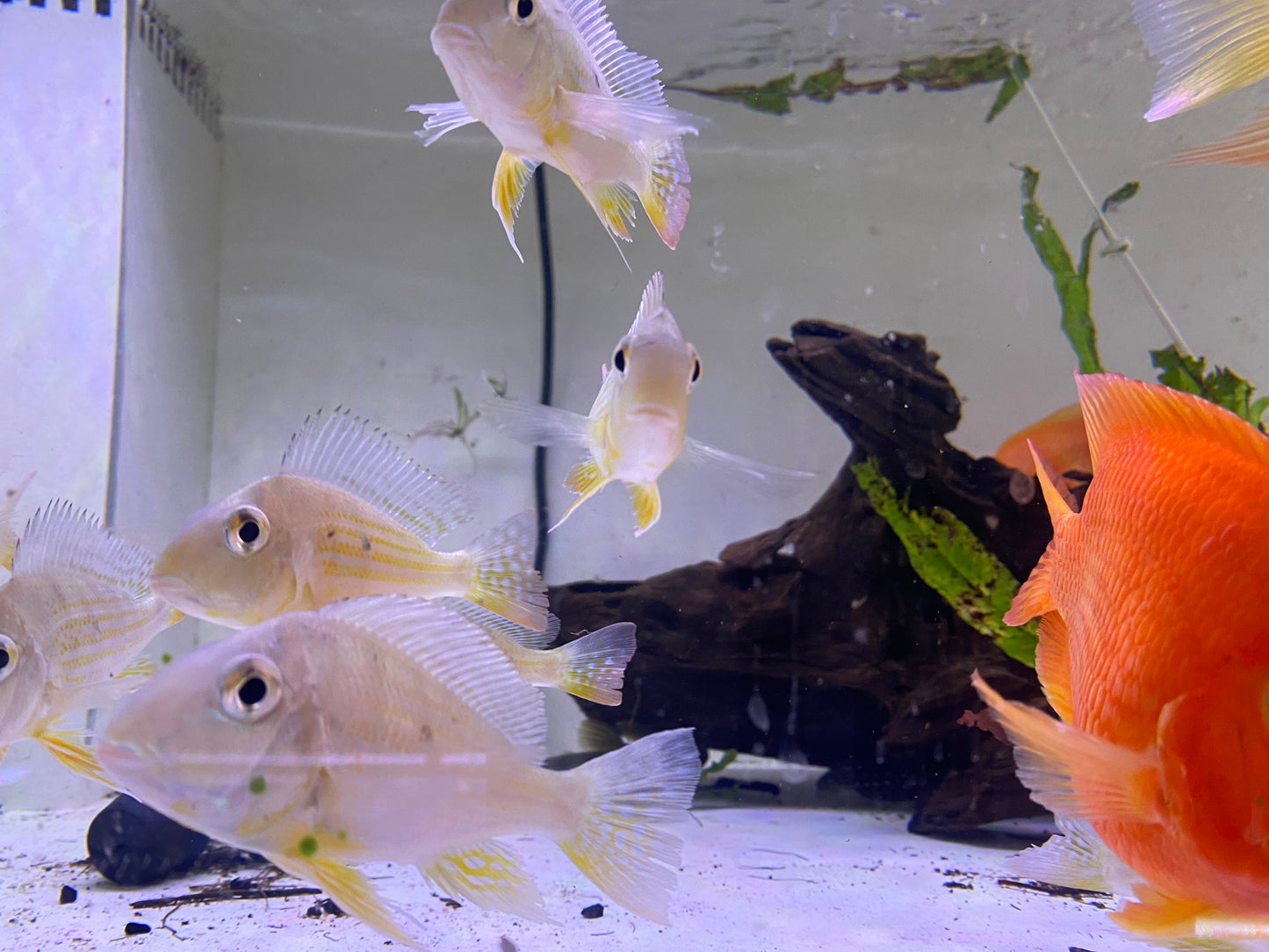 Geophagus Sveni 1"