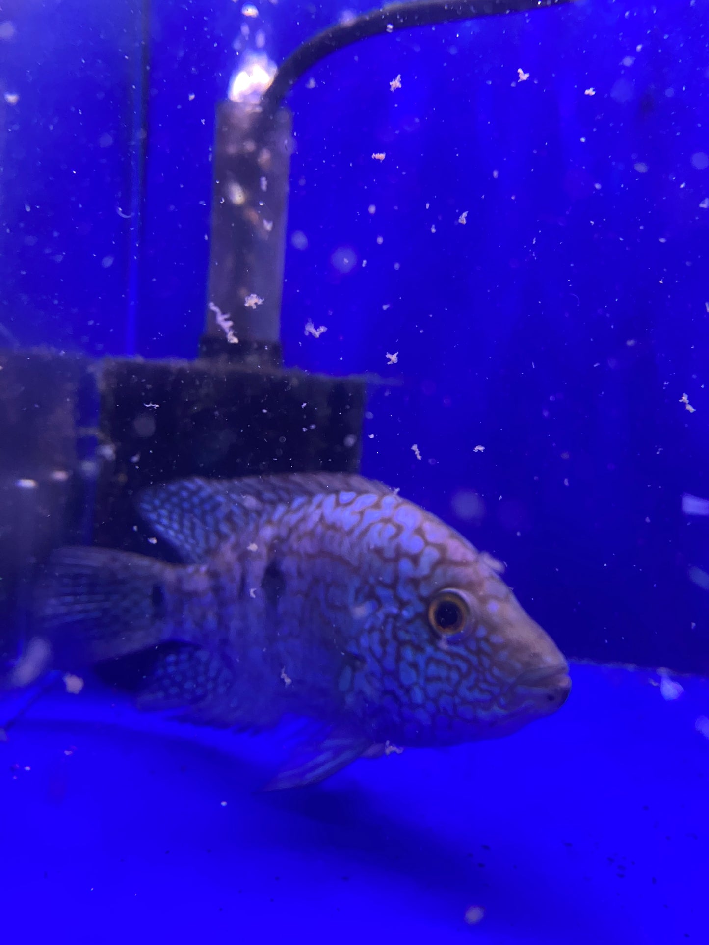 Electric Blue Carpentis 5"