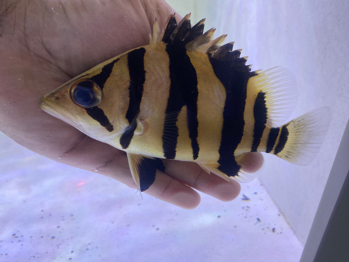 Fork Bar Sumatra ( Rare ) 5"