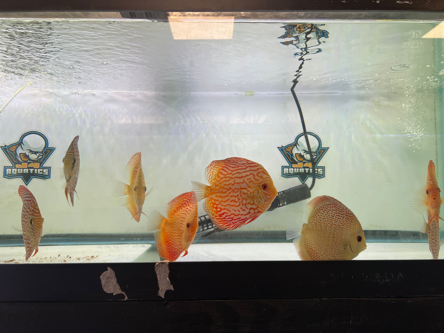 Pigeon Discus 3.5"-4"