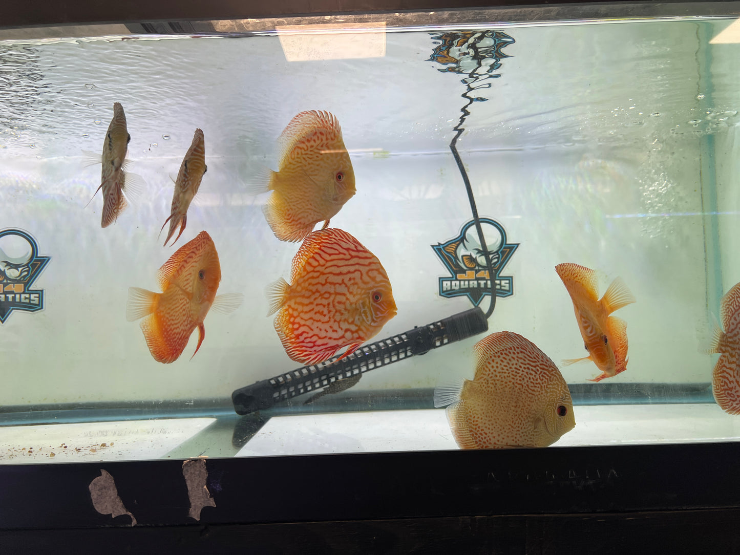 Pigeon Discus 3.5"-4"