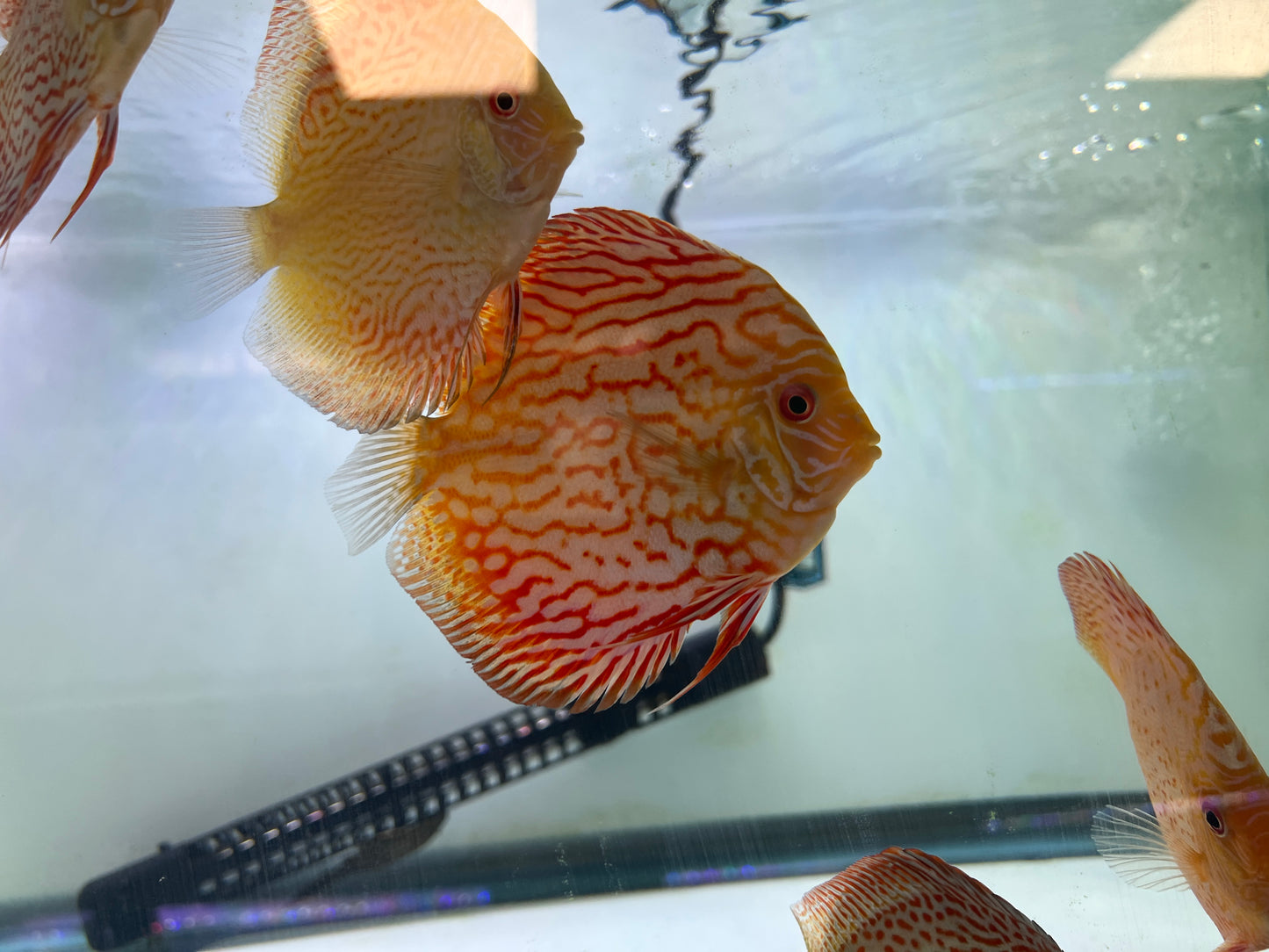 Pigeon Discus 3.5"-4"