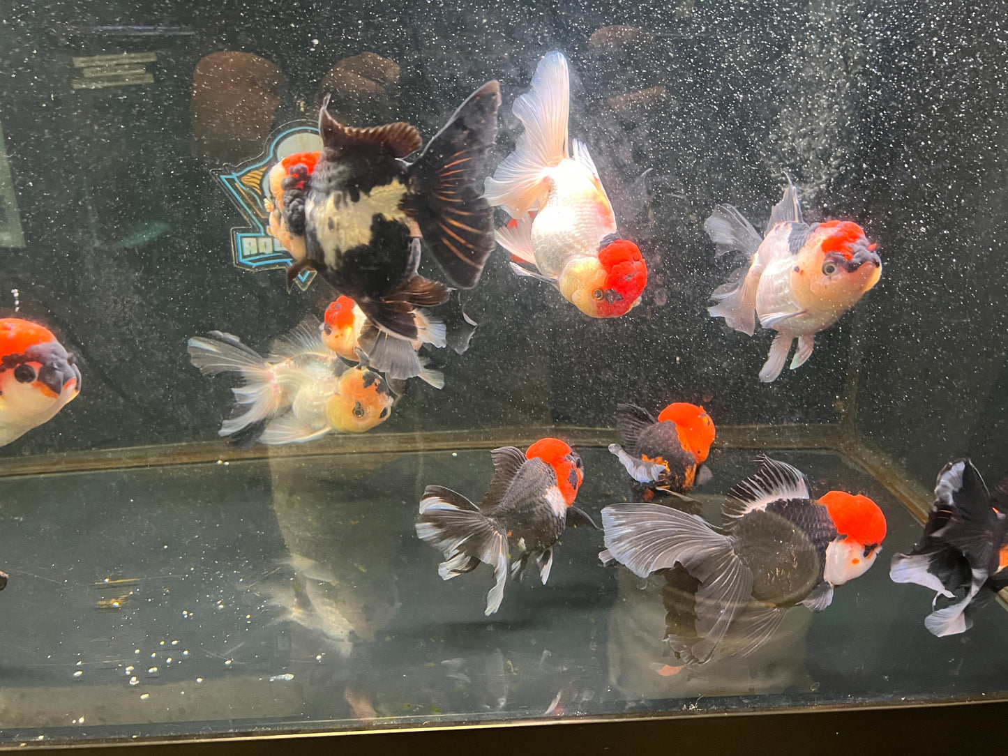 Tricolor Oranda Goldfish AAA 4" ( body )