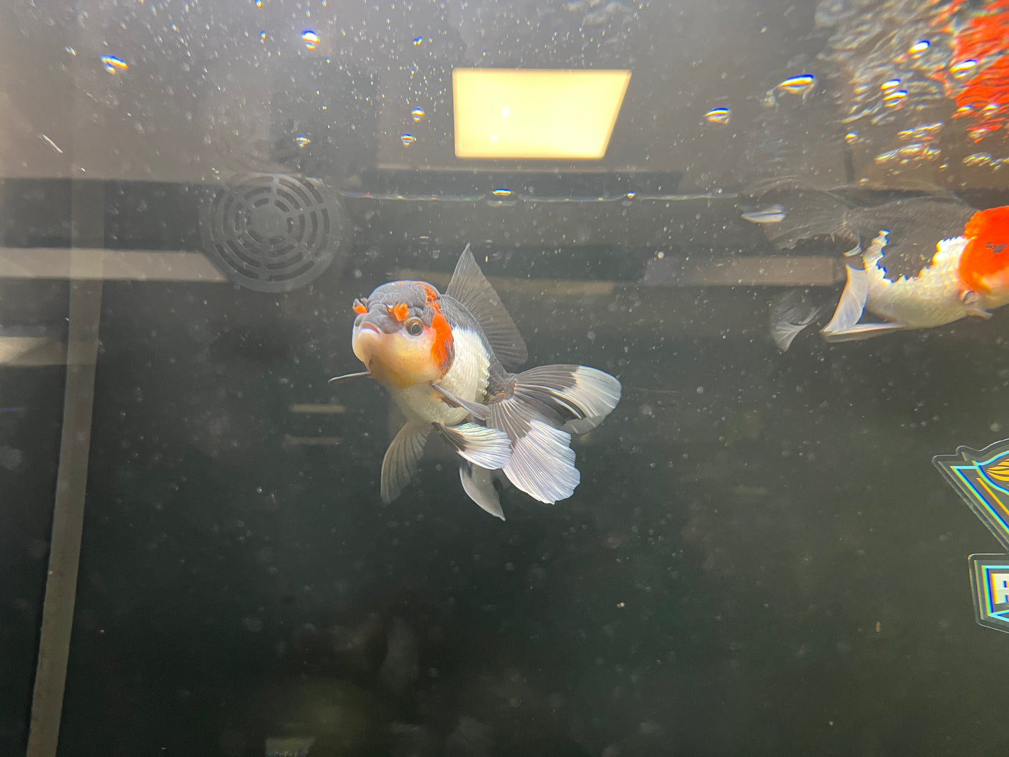 Tricolor Oranda Goldfish AAA 4" ( body )