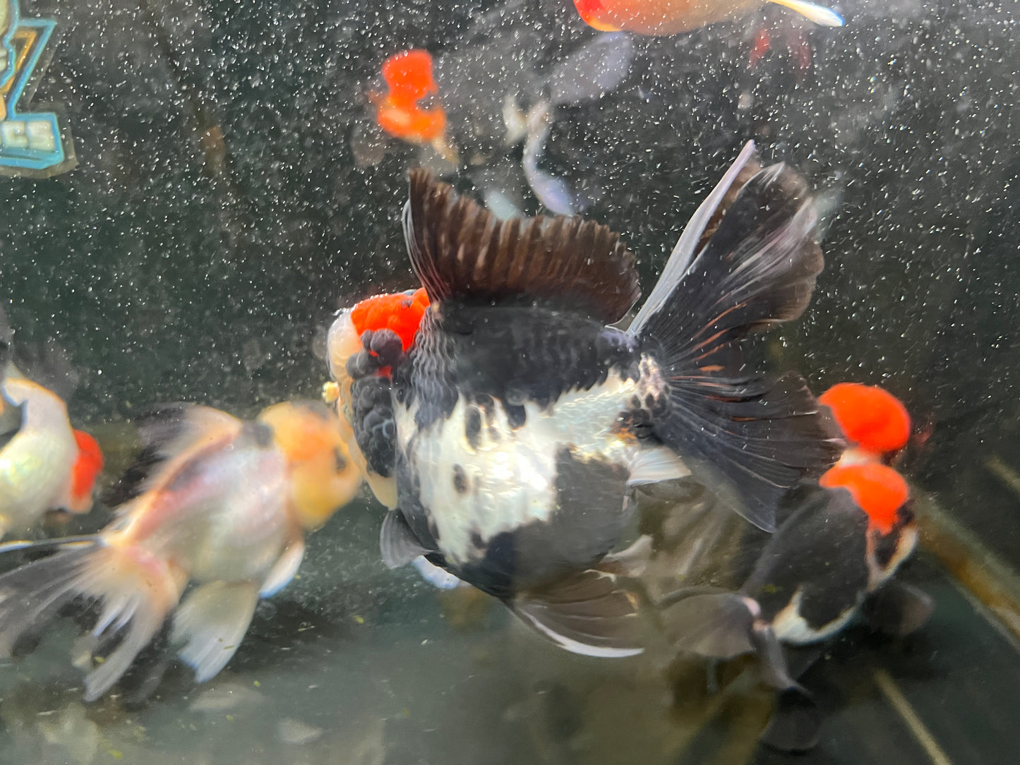 Tricolor Oranda Goldfish AAA 4" ( body )