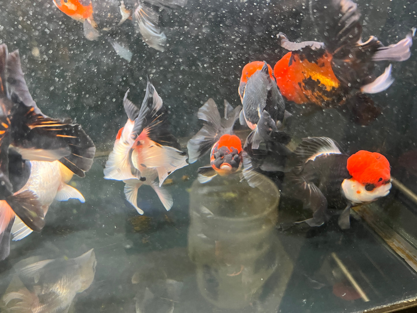 Tricolor Oranda Goldfish AAA 4" ( body )