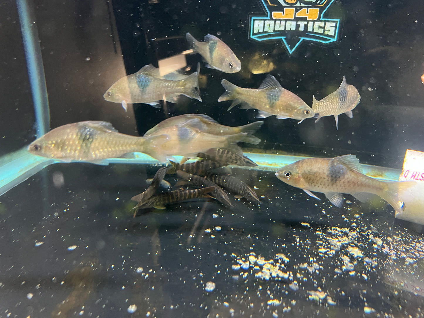 Black Ink Barb 3"