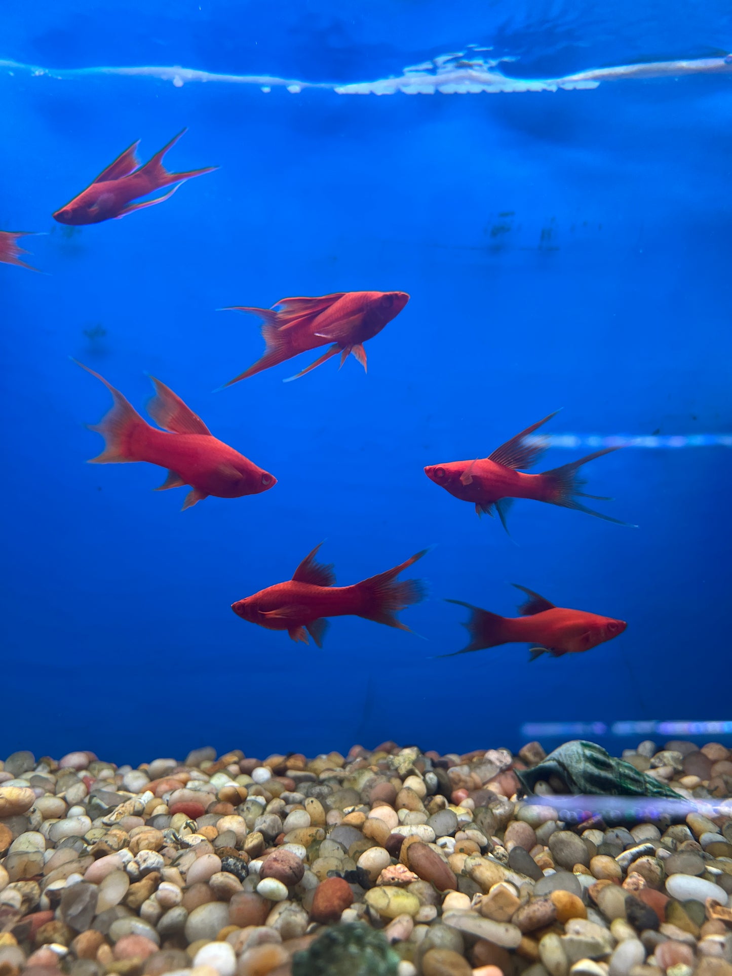 Blood Red Lyretail 2"