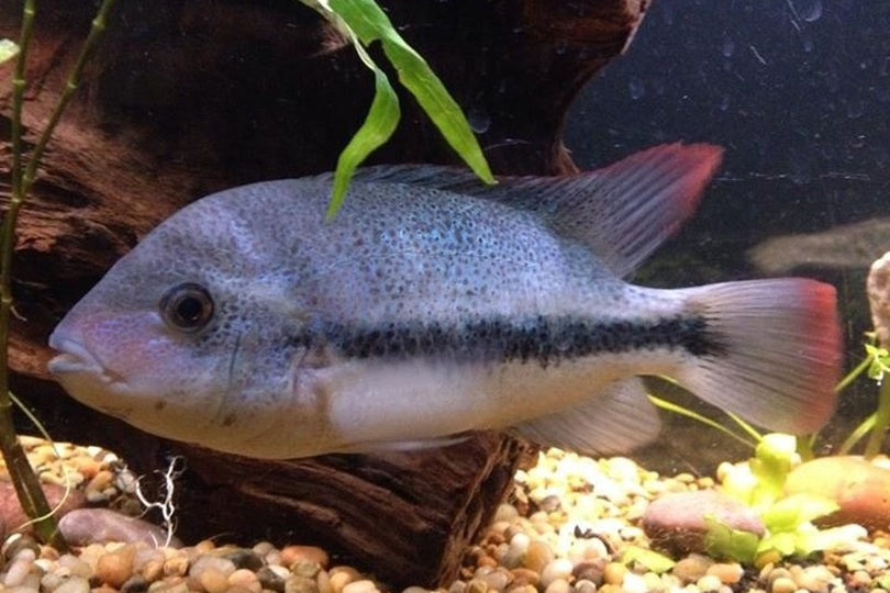 Vieja Fenestratus 6"