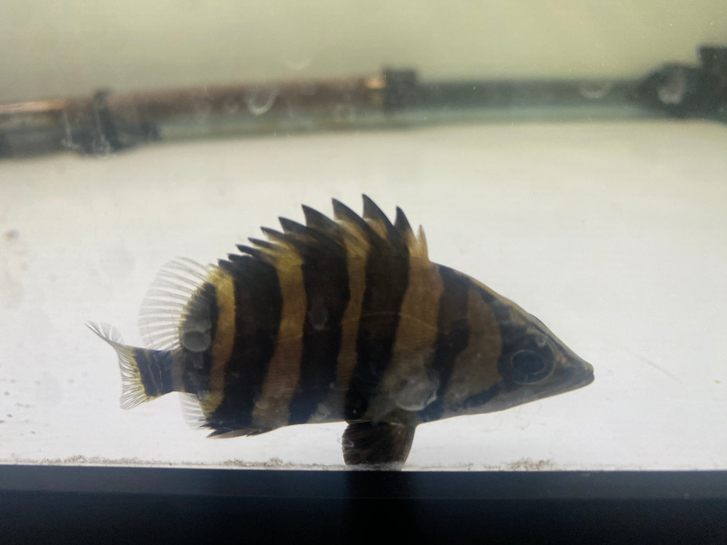 4 Bar Sumatra Datnoid 3-4"