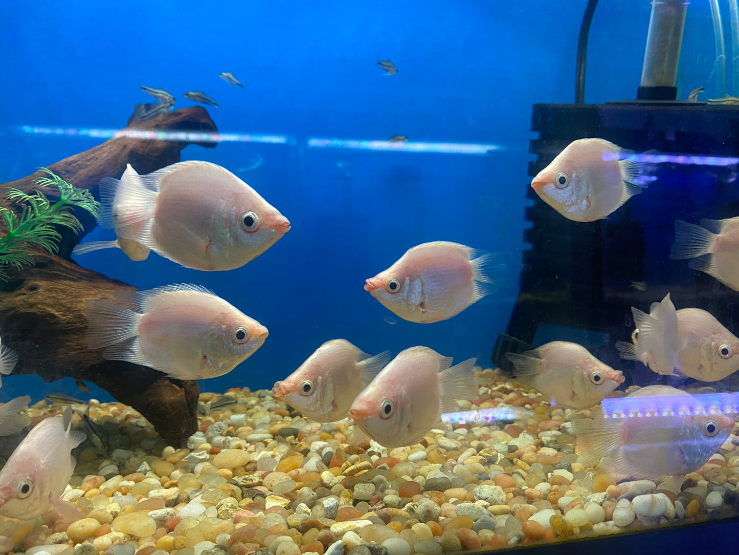 Shortbody Kissing Gourami 2.5"